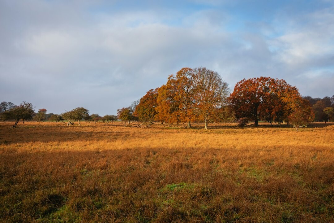 Golden countryside field at sunset in Denmark